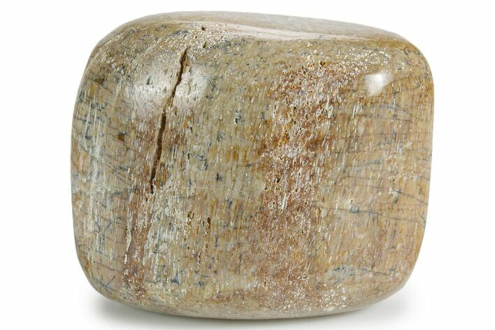 Polished Dinosaur Bone (Gembone) - Morocco #349598